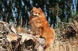 SPITZ ALLEMAND 509